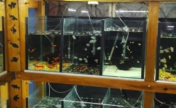 Pet World