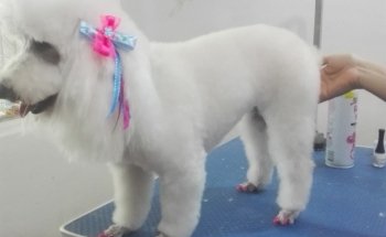 Mundo Mascotas