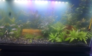 ACUARIO BOGOTÁ