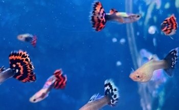 Streams Aquarium