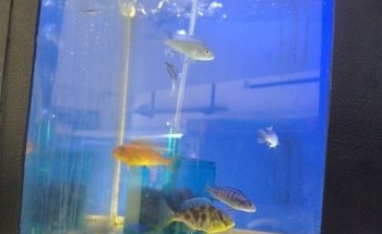 PECECITOS