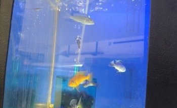 PECECITOS