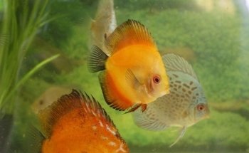 PECECITOS
