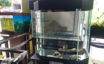 Little Fish