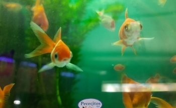 PECECITOS
