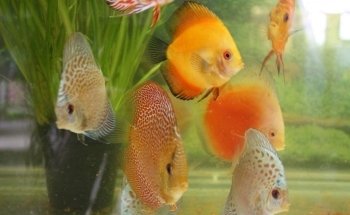 PECECITOS