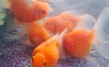 PECECITOS