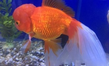 ACUARIO FONDOACUÁTICO