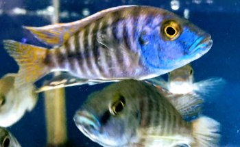 UNDERWATER AQUARIUM