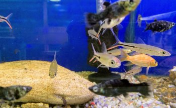 ACUARIO FONDOACUÁTICO