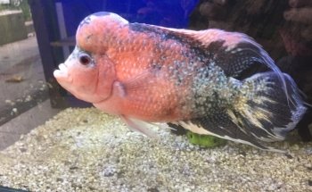 ACUARIO FONDOACUÁTICO