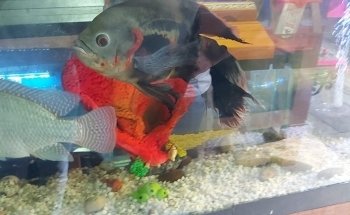 ACUARIO FONDOACUÁTICO