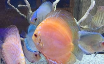 ACUARIO FONDOACUÁTICO