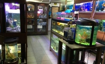 ACUARIO FONDOACUÁTICO