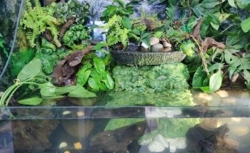 Acuario El Calamar