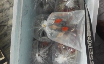 Acuario El Calamar