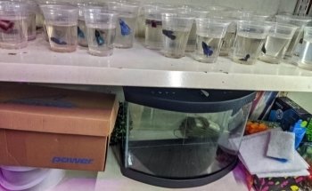 Acuario El Calamar