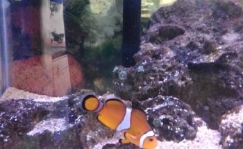 Acuario El Calamar