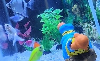 Acuario El Calamar