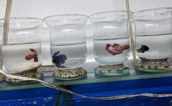 Acuario Azul Betta