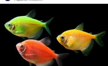 ACUARIO AQUAFISH MEDELLÍN