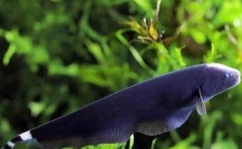 ACUARIO AQUAFISH MEDELLÍN