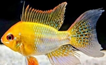 ACUARIO AQUAFISH MEDELLÍN