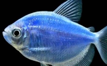 ACUARIO AQUAFISH MEDELLÍN