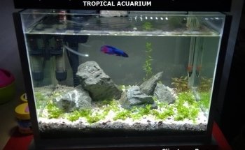 Tropical Acuarium
