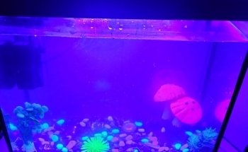 Acuario el Pecesito