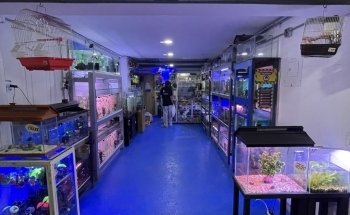 Acuario el Pecesito