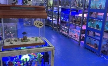 The Little Fish Aquarium
