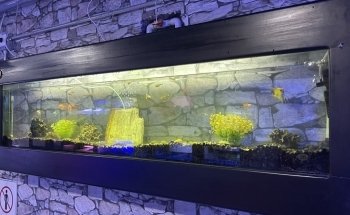 Acuario el Pecesito