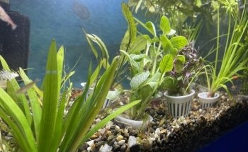 Acuario el Pecesito