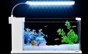 ACUARIOS DEL REALPE - peces, acuario y decoración. (aQua Color)