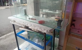 ACUARIOS DEL REALPE - peces, acuario y decoración. (aQua Color)