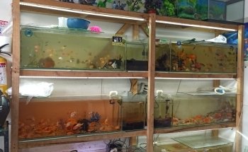 ACUARIOS DEL REALPE - peces, acuario y decoración.