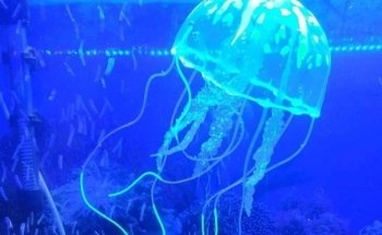 ACUARIOS DEL REALPE - peces, acuario y decoración. (aQua Color)