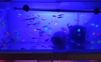 ACUARIOS DEL REALPE - peces, acuario y decoración. (aQua Color)