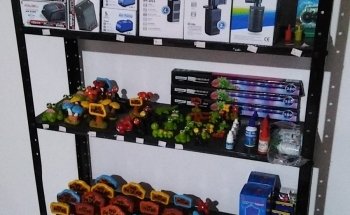 Acuarios el pez gordo