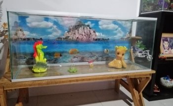 Acuarios el pez gordo