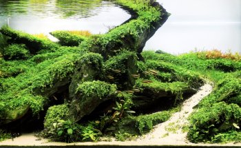 My Sweet Aquarium