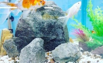 Acuario El Ancla
