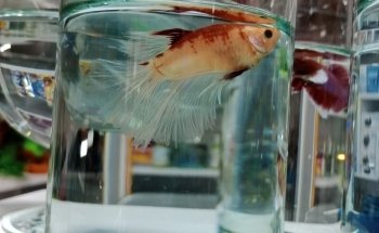 Acuario El Ancla