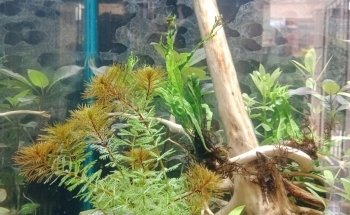 Acuario El Ancla