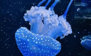 Aquarium