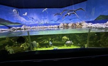 Aquarium