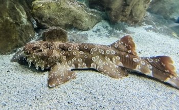 Aquarium