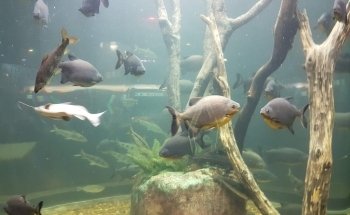 Acuario del Río Paraná