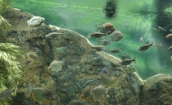 Acuario del Río Paraná